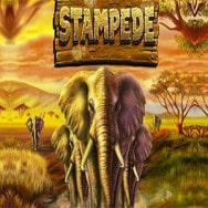 Stampede Online Slot Logo